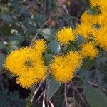 Azara lanceolata फूल