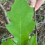 Quercus velutina Лист
