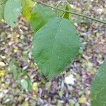 Prunus spinosa 叶