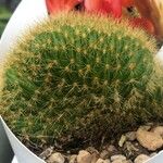 Cleistocactus winteri Leht