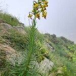 Lilium pyrenaicum Hàbitat
