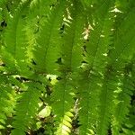 Dryopteris goldieana Leaf