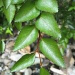 Nothofagus nitida Leaf