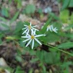 Eurybia macrophyllaFlower