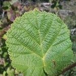 Grewia villosa Leaf