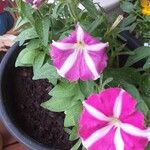 Petunia spp. Flor