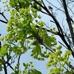 Acer platanoides Çiçek