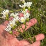 Solidago ptarmicoides Hoja