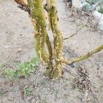 Fouquieria formosa 樹皮