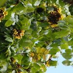Markhamia tomentosa Blüte