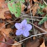 Ruellia humilis Kvet