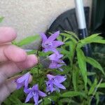 Campanula rapunculus Flower