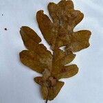 Quercus roburЛист