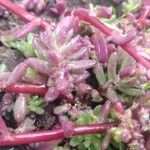 Sedum pulchellum Blad