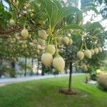 Styrax japonicus Плод