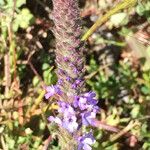 Verbena lasiostachys പുഷ്പം