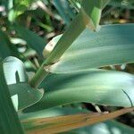 Arundo donax অন্যান্য