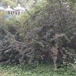 Cotoneaster acutifolius Foglia