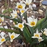 Tulipa turkestanica Hábito