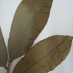 Cinnamodendron tenuifolium Muu