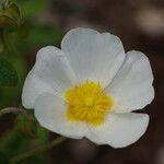 Cistus salviifolius Квітка