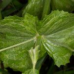 Mimulus guttatus Frunză