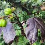 Jatropha gossypiifolia Folha