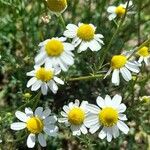 Matricaria chamomilla Flower