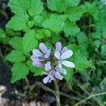 Cardamine chelidonia 花