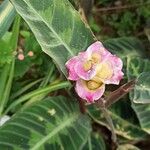 Goeppertia warszewiczii Flower