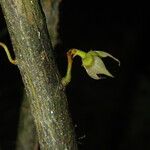 Neostenanthera neurosericea Flower