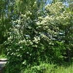 Sorbus mougeotii Corteza