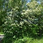 Sorbus mougeotii Bark