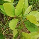 Hymenocardia acida Leaf