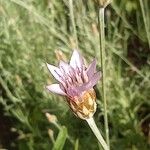 Xeranthemum cylindraceum Flor