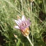 Xeranthemum cylindraceum Flower