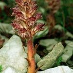 Orobanche pubescens Хабит