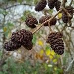 Alnus glutinosa Frukto