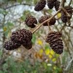 Alnus glutinosa Frucht