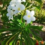 Plumeria pudica Jacq.Fiore