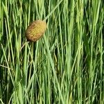 Typha minima Fruto