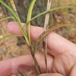 Carex hirta Hoja