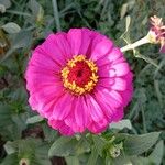 Zinnia elegans Квітка