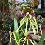 Prosthechea cochleata 花