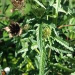 Hibiscus cannabinus Leaf