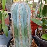 Pilosocereus magnificus Ліст