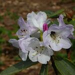 Rhododendron campanulatum Kukka