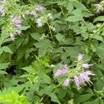 Hydrophyllum virginianum Flower