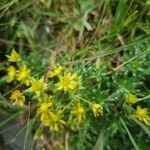 Saxifraga aizoidesFlor