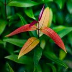 Syzygium jambos Leaf